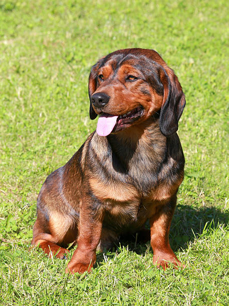Portrait Of An Young Alpine Dachsbracke Dog Stock Photo - Download