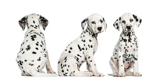 Dalmatian puppies sitting together in different positions, isolated on white