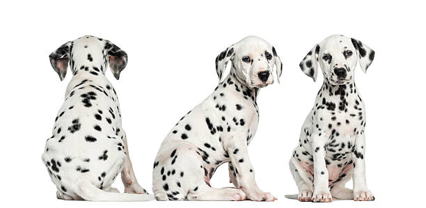 dalmatian puppies sitting together in different positions - dalmatiner bildbanksfoton och bilder