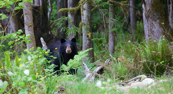 The American black bear is a medium-sized bear native to North America. It is the continent's smallest and most widely distributed bear species. Black bears are omnivores with their diets varying greatly depending on season and location
