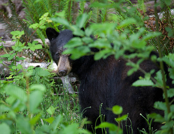 istock Black bear in a forest in British Columbia Canada 480305674