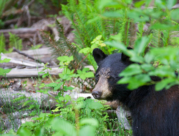 istock Black bear in a forest in British Columbia Canada 480305676