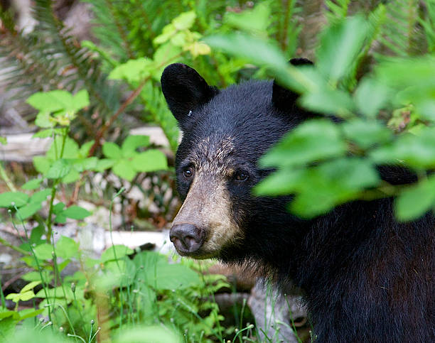 istock Close up of black bear in a Canadian forest 480305678