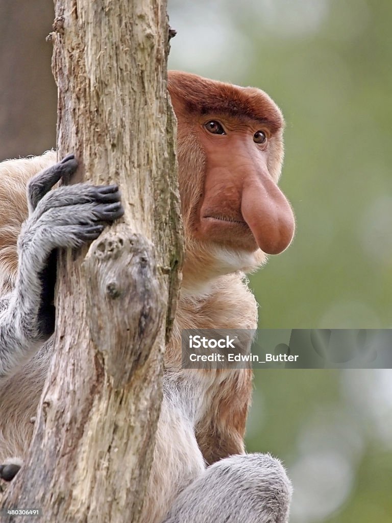 Probescis Monkey Portrait of a Probescis Monkey Animal Stock Photo