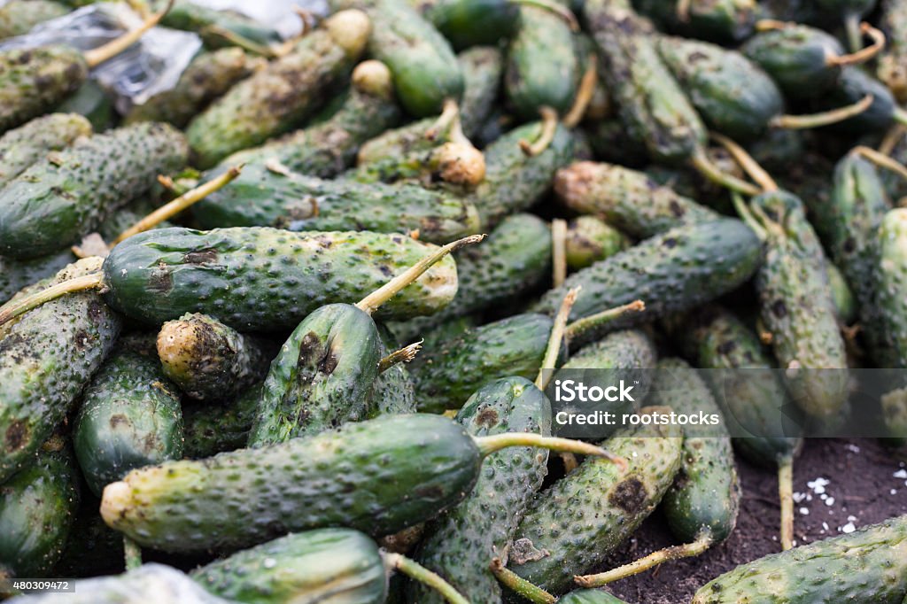 Piles of rotten cucumbers on the landfill Piles of rotten cucumbers on the landfill. Close up. 2015 Stock Photo