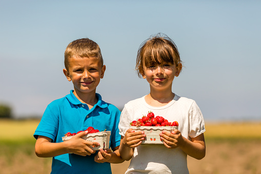 Harvest of ripe red strawberries on a sunny summer day.