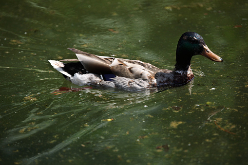 Male wild duck (Anas platyrhynchos), also known as the mallard. Wild life animal.