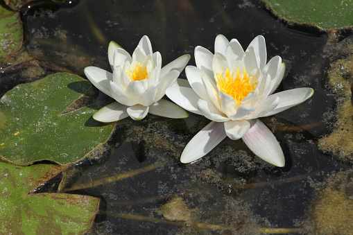 Star lotus (Nymphaea nouchali), also known as the white water lily.