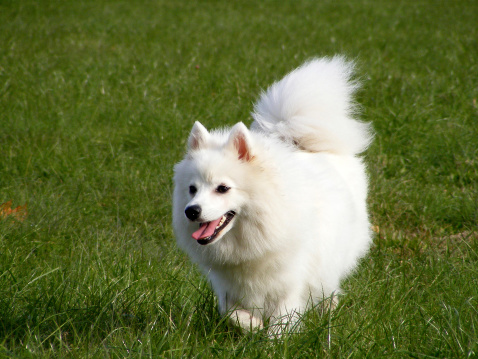Energetic japanes spitz running at the field
