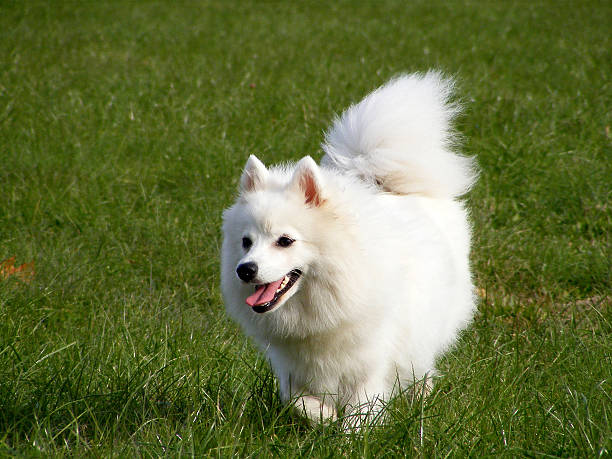 Energetic japanese spitz Energetic japanes spitz running at the field spitz type dog stock pictures, royalty-free photos & images