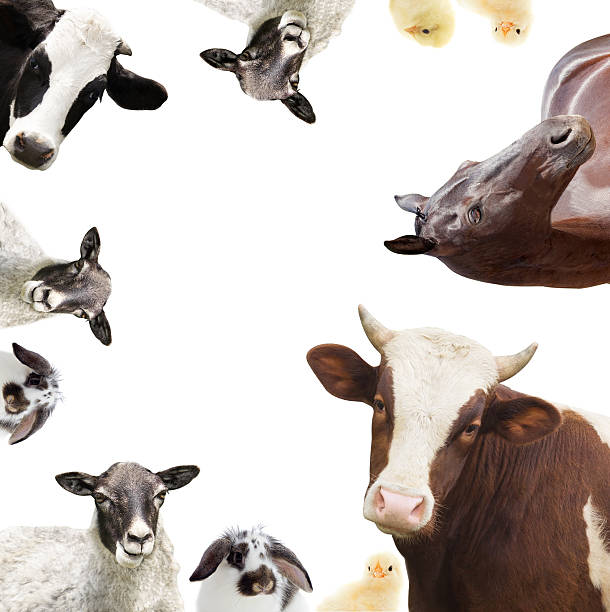 istock Group of farm animals 480311364