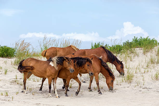 Assateague Wild Ponies on the Beach A group of wild ponies, horses, of Assateague Island on the beach in Maryland, USA. These animals are also known as Assateague Horse or Chincoteague Ponies. They are a breed of feral ponies that live in the wild on an island off the coast of Maryland and Virginia. It is unknown how the animals originally populated the island, although there are a few legends. national wildlife reserve stock pictures, royalty-free photos & images