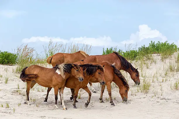 Photo of Assateague Wild Ponies on the Beach