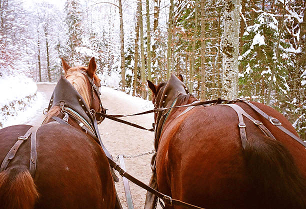 istock Horse drawn sleigh rides 480311631