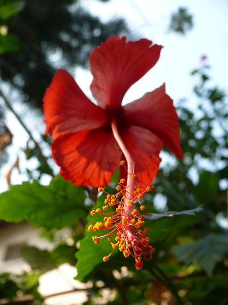 istock Red Hibiscus, rosa-sinensis flowers 480311863
