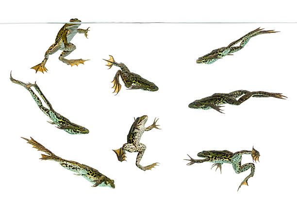 istock Composition of Edible Frogs swimming under water line 480311973