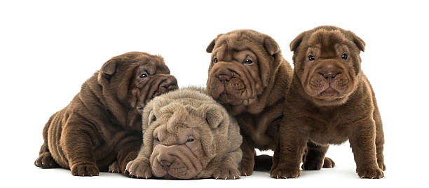 istock Front view of a Shar Pei puppies being together 480312509