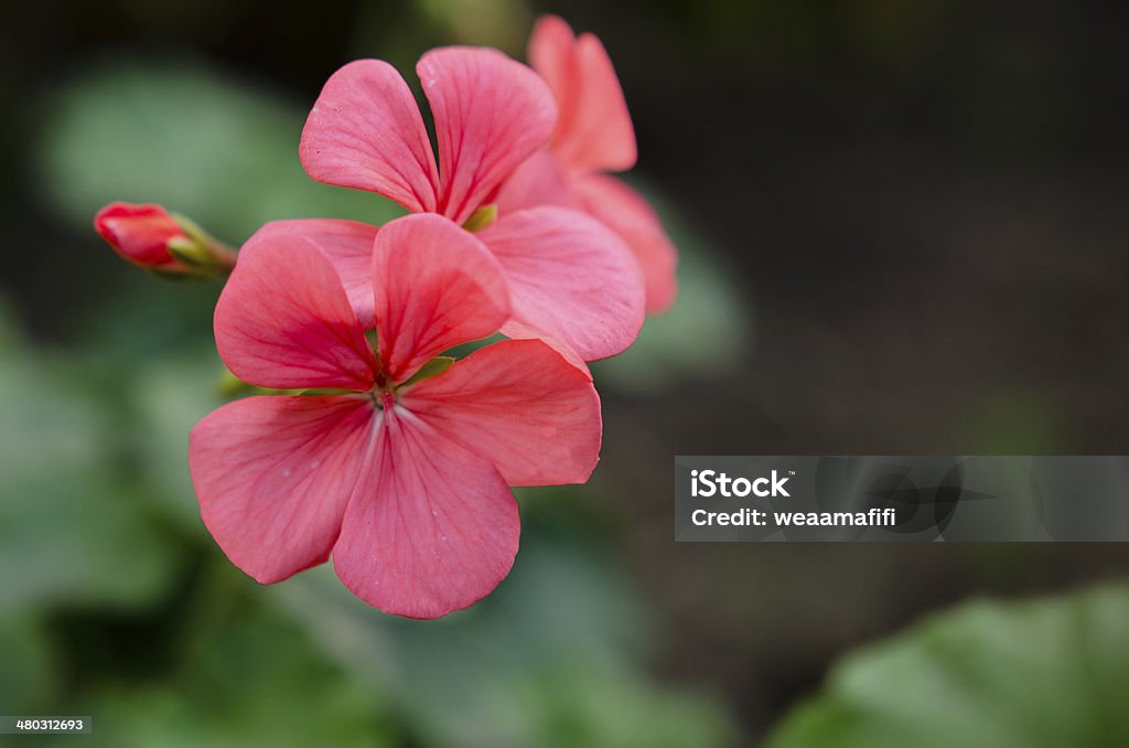 Pink Flowers with five Petals Pink (Caryophyllaceae) flowers with five petals. Caryophyllaceae Stock Photo