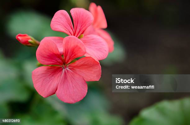 Pink Flowers With Five Petals Stock Photo - Download Image Now - Caryophyllaceae, Close-up, Dianthus