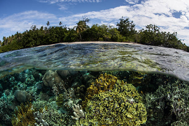 istock Healthy Reef and Tropical Island 480313666
