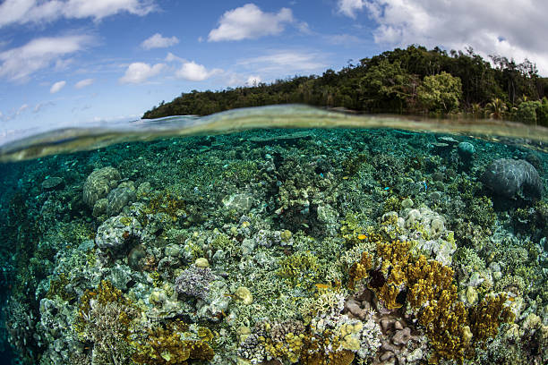 istock Coral Reef in Melanesia 480314044