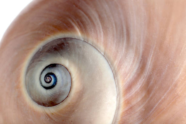istock 2015_07_Mondschnecke_Makroaufnahme 480314176