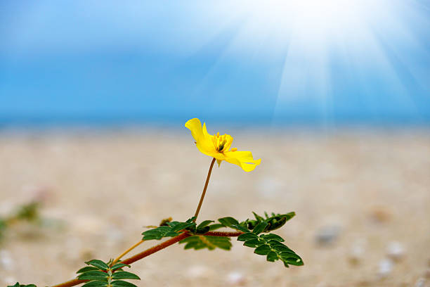 istock Yellow flowers on the beach. (Tribulus terrestris Linn.) 480314285