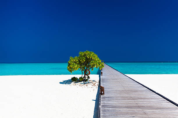 istock Beautiful beach with wodden jetty and single tree in Maldives 480314306