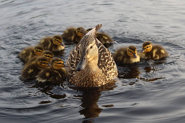 istock Mother duck surrounded by her baby on a lake 480314386