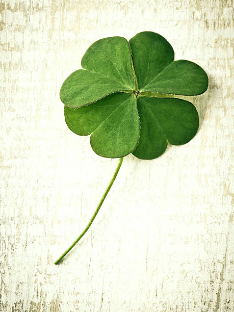istock Closeup clover leaf on wooden heart  background. 480314532