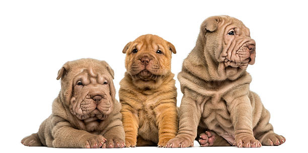istock Front view of Shar Pei puppies sitting in a row 480315123