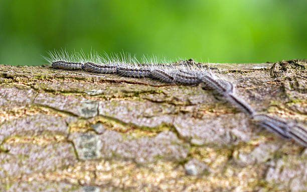 peludo caterpillars - branch caterpillar animal hair insect fotografías e imágenes de stock