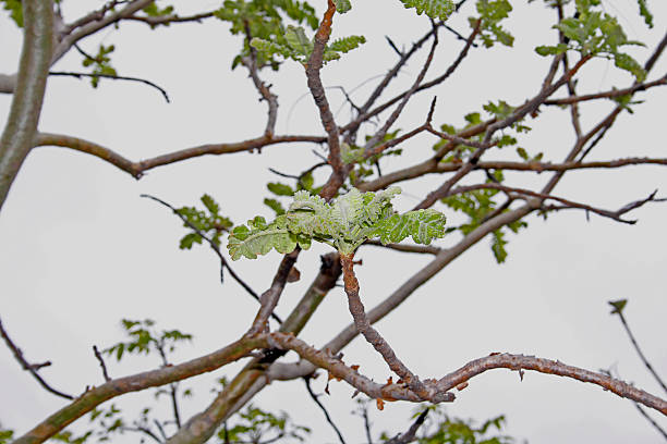 boswellia serrata. família: burseraceae. uma árvore de folha caduca índia - rosids imagens e fotografias de stock