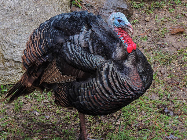 istock Wild Turkey Male 480315227