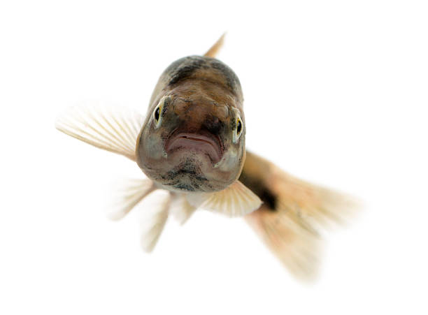 Front view of an Eurasian minnow swimming, Phoxinus phoxinus, isolated on white