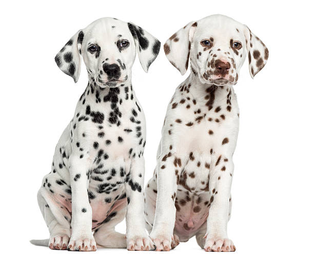 istock Front view of Dalmatian puppies sitting, facing 480315287