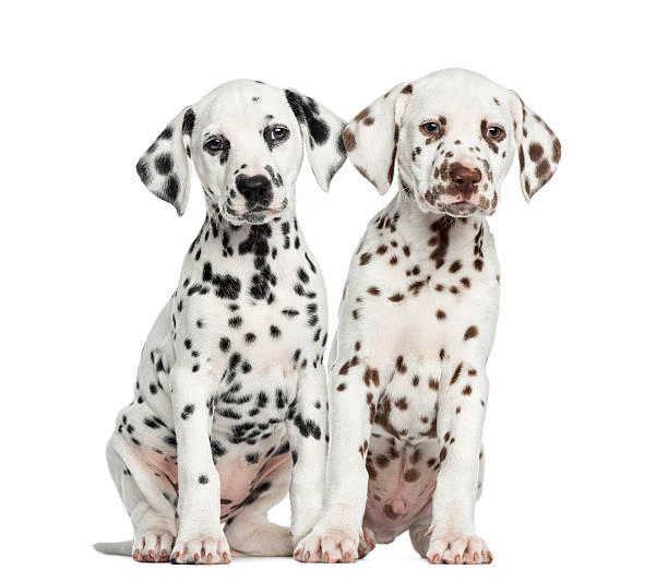 istock Front view of Dalmatian puppies sitting, facing 480315295