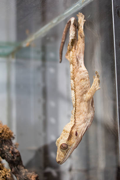 istock Crested Gecko on the glass 480315509