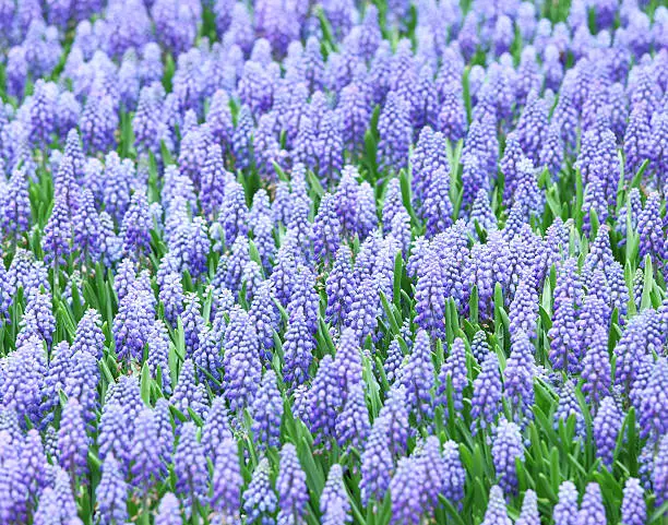 Purple muscari botryoides