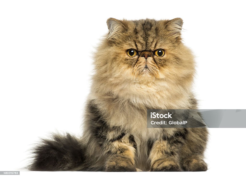 Front view of a grumpy Persian cat facing, looking Front view of a grumpy Persian cat facing, looking at the camera, isolated on white Anger Stock Photo