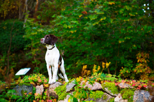 Drentsche patrijshond puppy, a young bitch is standing on a stone wall. Location is a nature reserve in Norway.