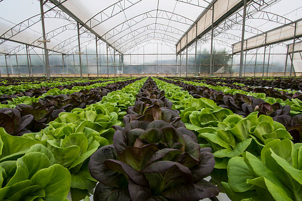 istock Lettuce crops in greenhouse 480317812