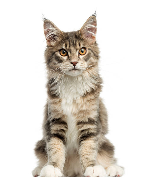istock Front view of a Maine Coon kitten sitting, looking 480319421