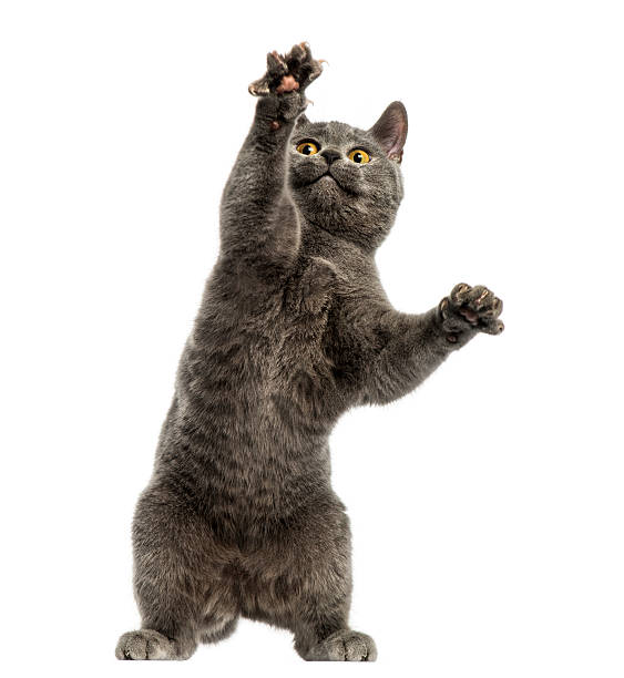 front view of a chartreux kitten on hind legs - 傳教士藍貓 個照片及圖片檔