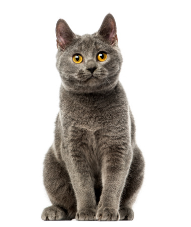 Front view of a Chartreux kitten sitting, 6 months old, isolated on white