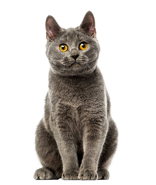 front view of a chartreux kitten sitting, 6 months old - 傳教士藍貓 個照片及圖片檔