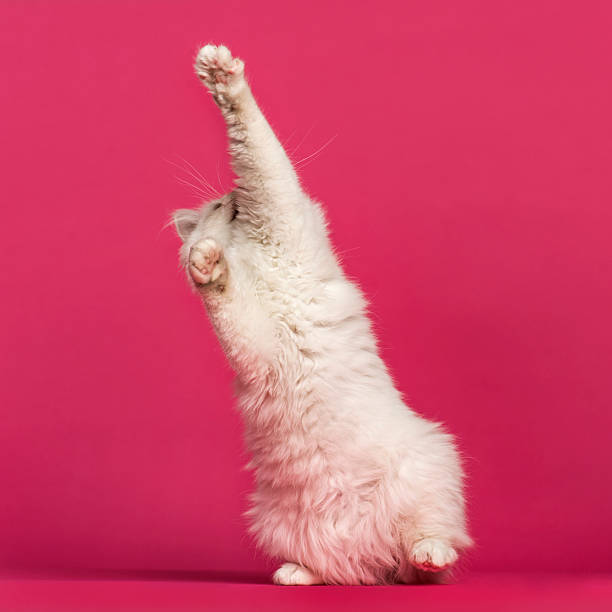 istock Front view of a Birman cat playing, pawing up 480319683