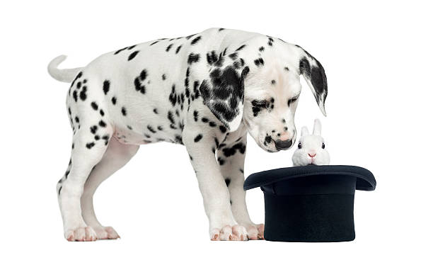 istock Dalmatian puppy looking at a rabbit in black top hat 480320225