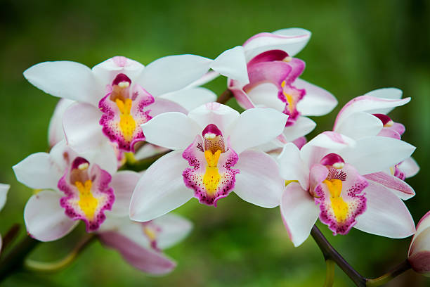 istock Groups of orchids with green background 480320645