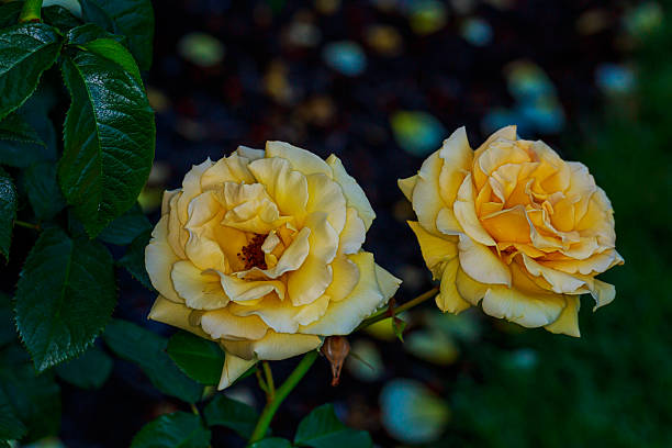 istock Beautiful Rose in Full Blossom 480322130